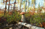 У ласковских озёр прошёл фестиваль «В Рязани – грибы с глазами»
